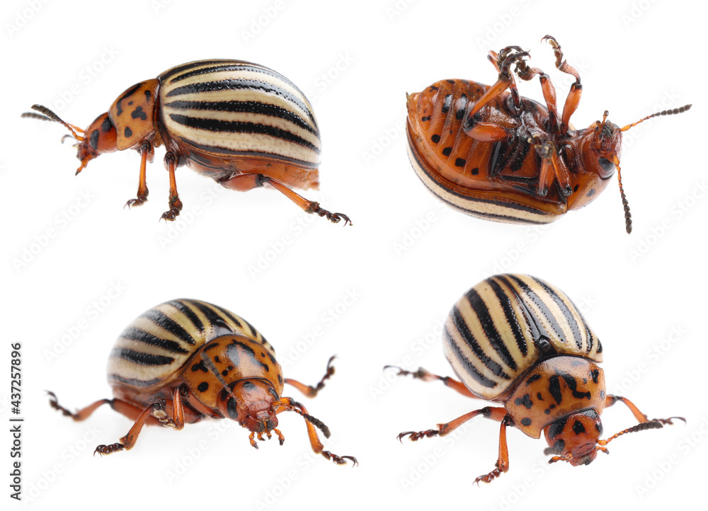 Colorado potato beetles on white background, collage Colorado potato beetles on white background, collage