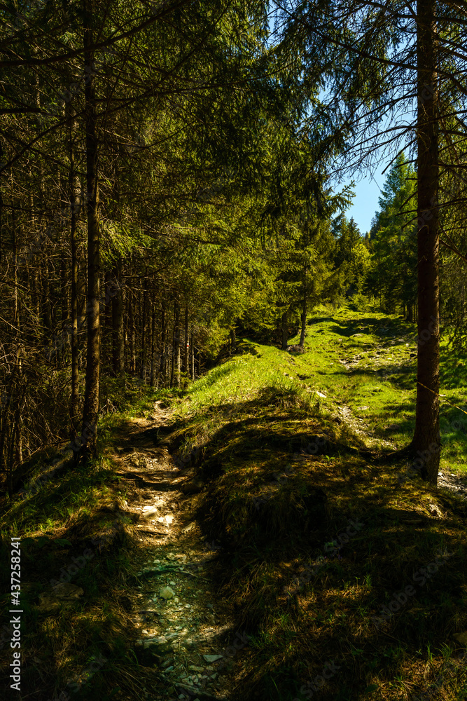 Obraz premium der Wanderweg auf die Hohe Kugel führt durch den Wald, abwechselnd mit Waldlichtungen und Bergwiesen voller Blumen. Schatten und Licht wechseln sich ab. Der Weg führt nach oben.