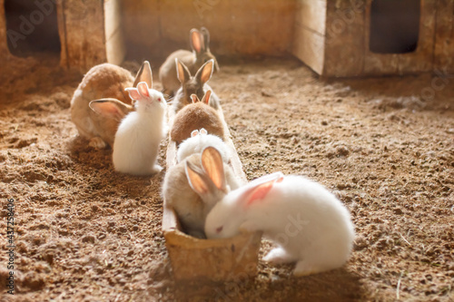 Foto rabbits on the farm in the aviary