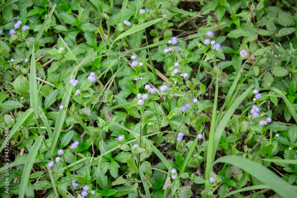 Fototapeta premium green grass with dew drops