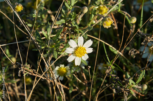 Texas Plains Blackfoot daisy wildflower photo