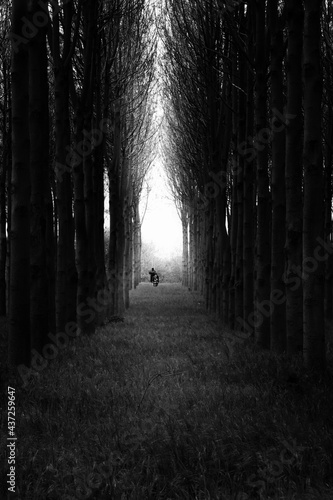 Moody symetric path in the woods