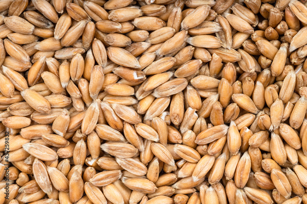 background - many spelt wheat grains background - many spelt wheat grains