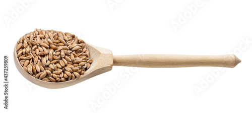 spelt wheat grains in wooden spoon isolated