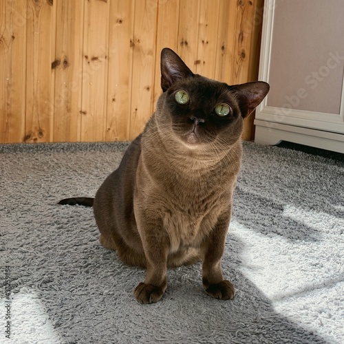 cat on the window sill