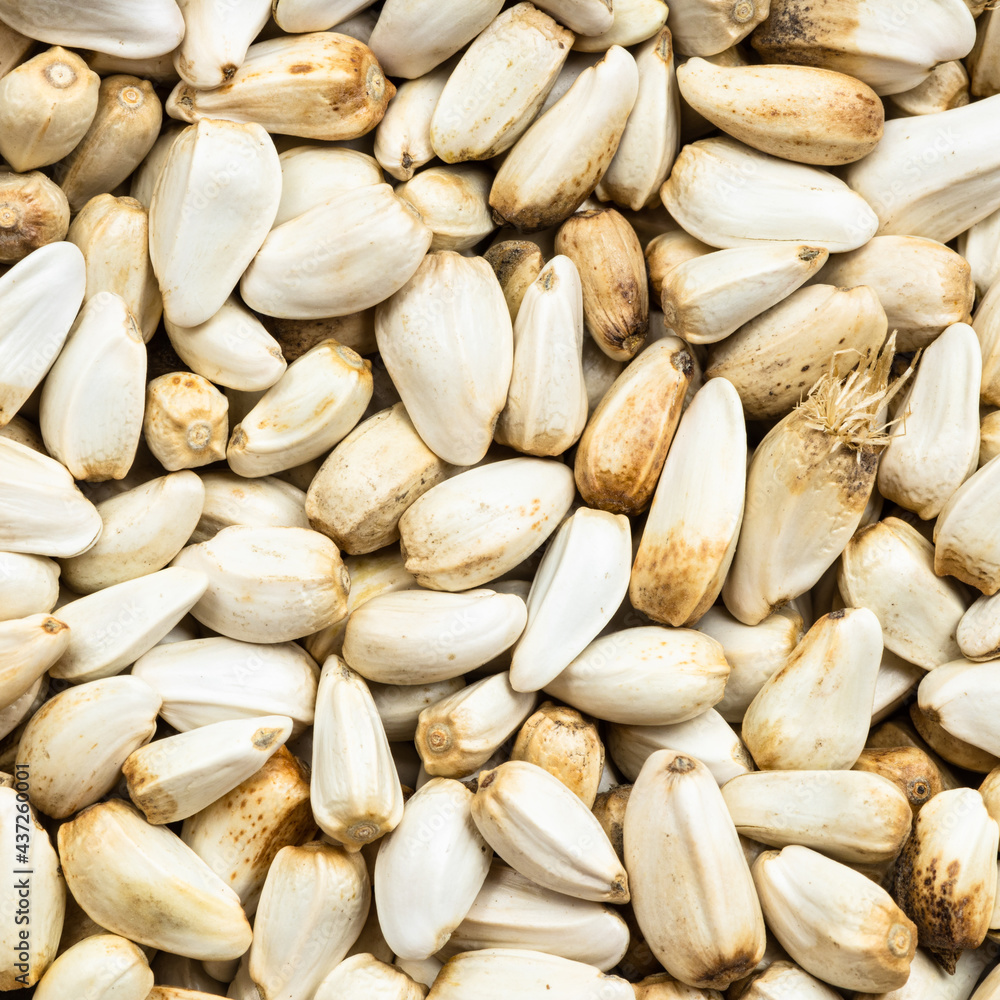 Fototapeta premium safflower seeds close up