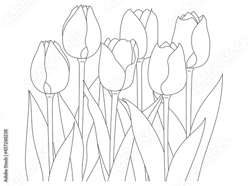 花のぬり絵　並んだチューリップの花