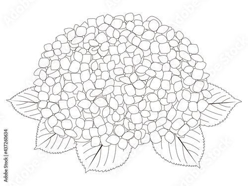 花のぬり絵　紫陽花の花