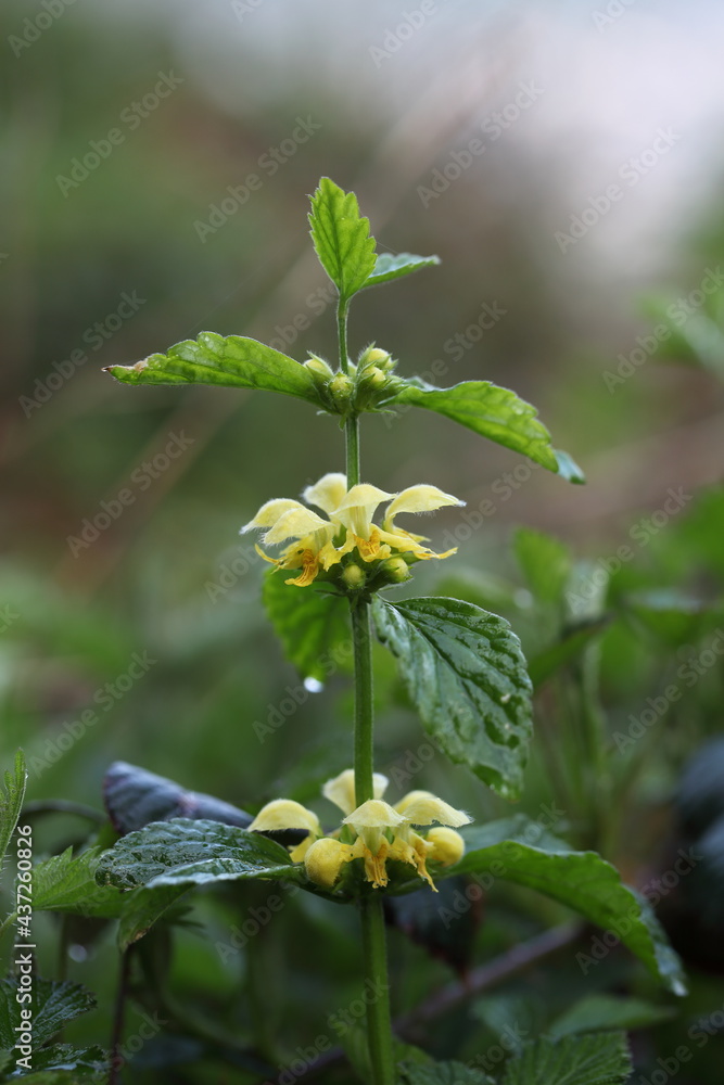 Obraz premium Goldnessel