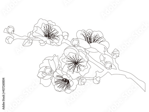 花のぬり絵　梅の花