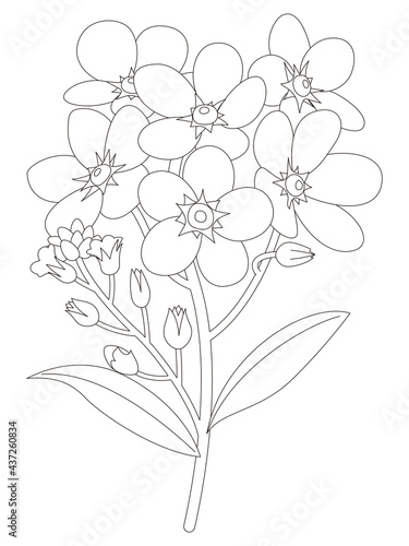 花のぬり絵　勿忘草の花
