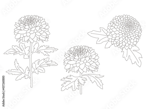 花のぬり絵　菊の花