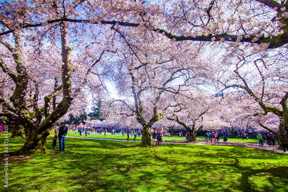 Cherry blossom in bloom, University of Washington campus, Seattle, WA, USA Cherry blossom in bloom, University of Washington campus, Seattle, WA, USA