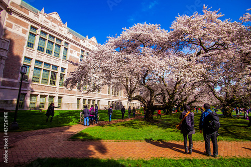Cherry blossom in bloom, University of Washington campus, Seattle, WA, USA