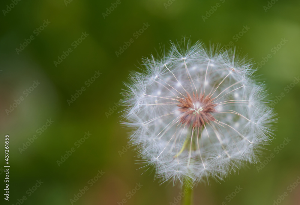 Fototapeta premium growing white dandelion in nature close-up photo