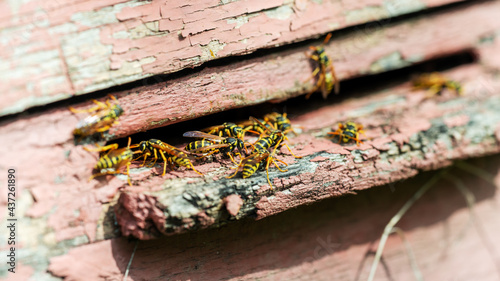 Wasp swarm in an old bee hive. photo