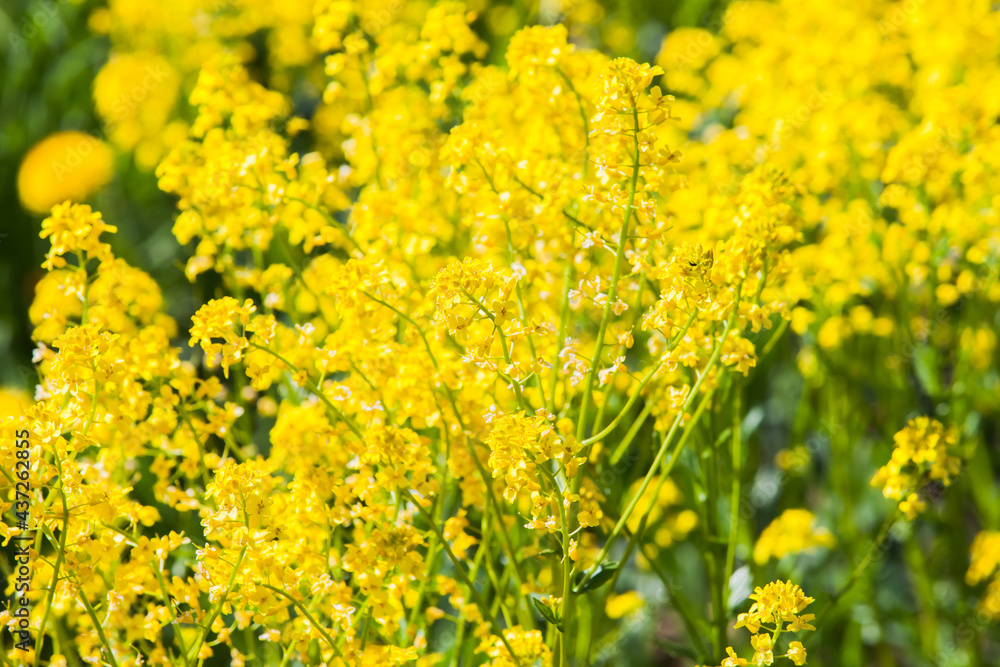Barbarea vulgaris, bright yellow flowers