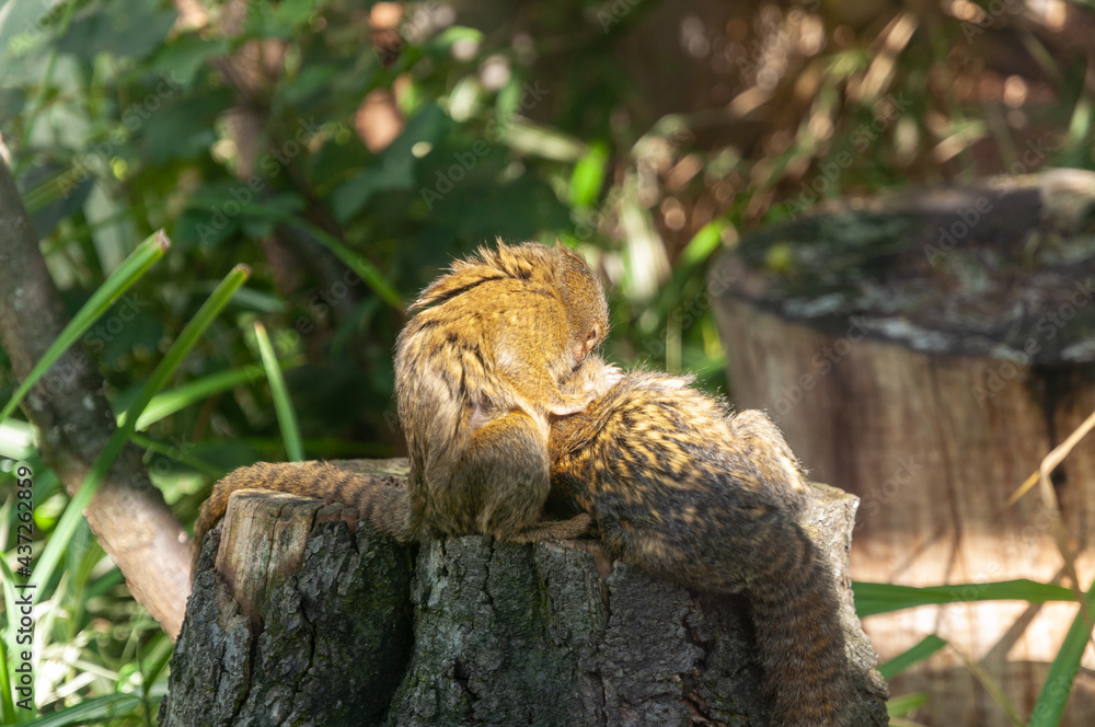 Ouistiti pygmée, Parc Zoologique et Botanique de Mulhouse Ouistiti pygmée, Parc Zoologique et Botanique de Mulhouse