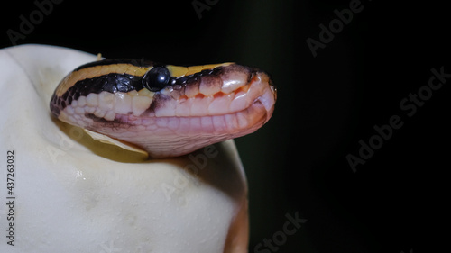 Royal Python snake rested on branch  Snake on hand  Ball python  python regius   exotic pets or animals and wildlife concept.