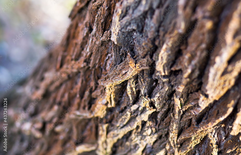 Old tree trunk and bark close-up background Old tree trunk and bark close-up background