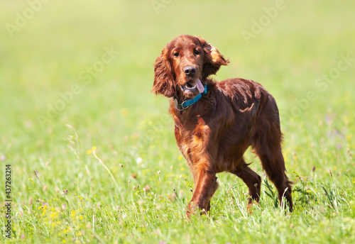 Happy cute funny irish setter dog puppy listening ears and panting in the grass. Summer walking, pet care concept.