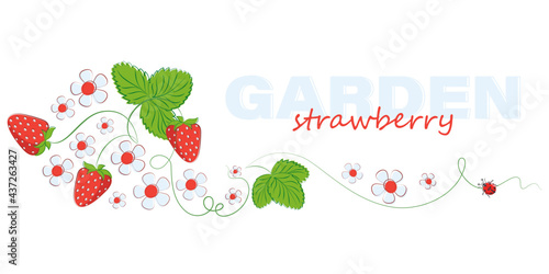 Garden strawberries. Sweet strawberries. Vector poster. Design for textiles, food, label, postcard.