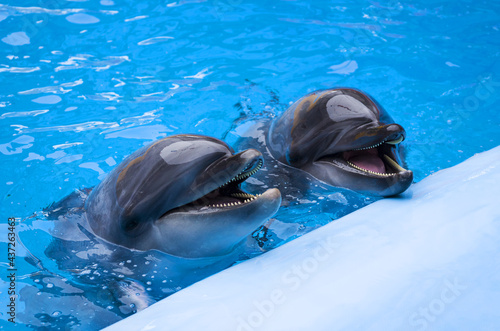 Photography dolphins in the pool. Head of a  dolphins. marine animals