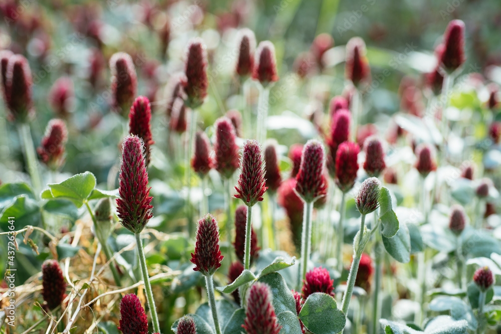 Flowering crimson clover (Trifolium incarnatum) as cover crop and green manure Flowering crimson clover (Trifolium incarnatum) as cover crop and green manure
