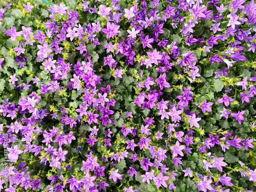 Purple flowers of Dalmatian or Adria bellflower  Campanula portenschlagiana   background. Potted plants.