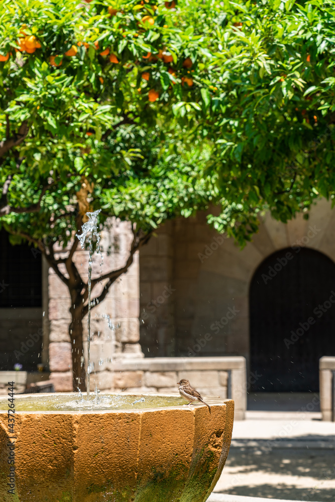 Orange Trees In Barcelona City, Spain Orange Trees In Barcelona City, Spain