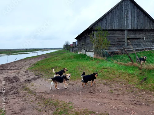 Obraz   Jagłowo – wieś w Polsce położona w województwie podlaskim.  Stare malownicze stodoły nad rzeką Biebrzą