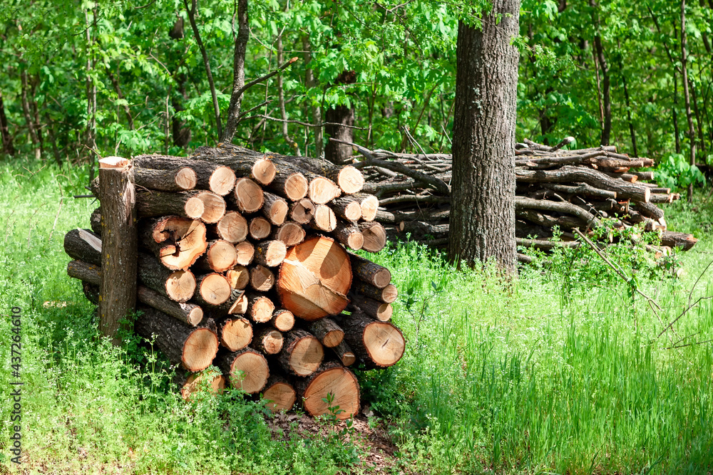 Pile of the logs on the grass in the forest . Timber industry
