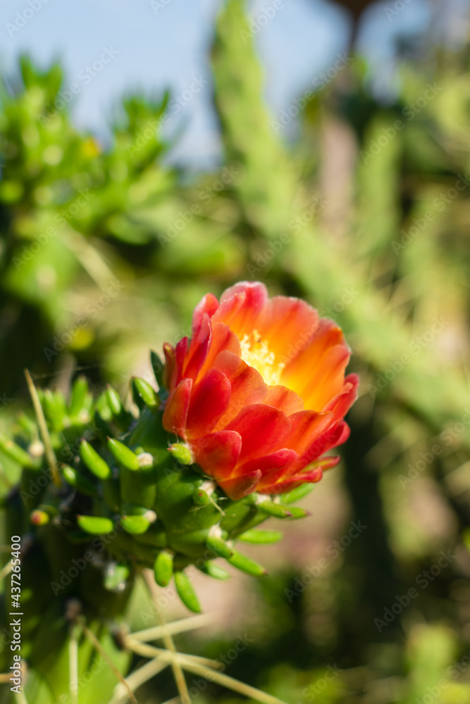 Orange Red Cactus Flower Background Closeup