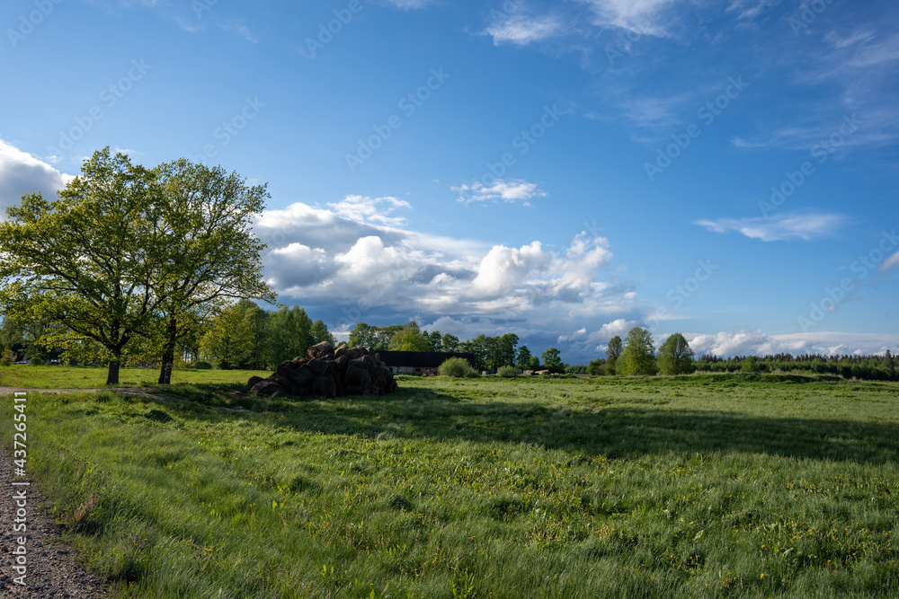 Country road In the countryside of Latvia, along the edges of which there are trees and green grass grows, the sky is blue with many macaques Country road In the countryside of Latvia, along the edges of which there are trees and green grass grows, the sky is blue with many macaques