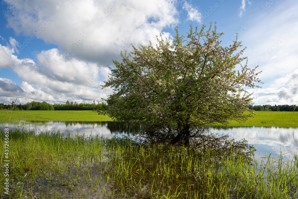 Obraz premium The meadow in the Latvian countryside in early spring is flooded with water and there grows a beautiful chubby apple tree that blooms, the sky is blue with many macaques