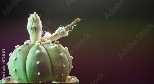 astrophytum asterias nudum in background with copy space.