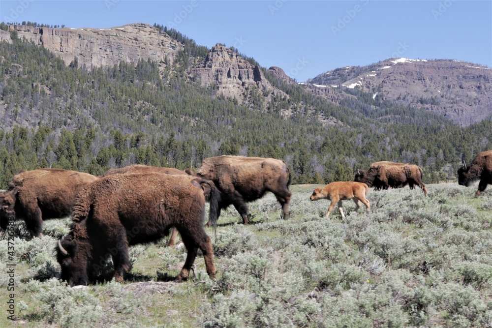 Fototapeta premium Follow the Leader