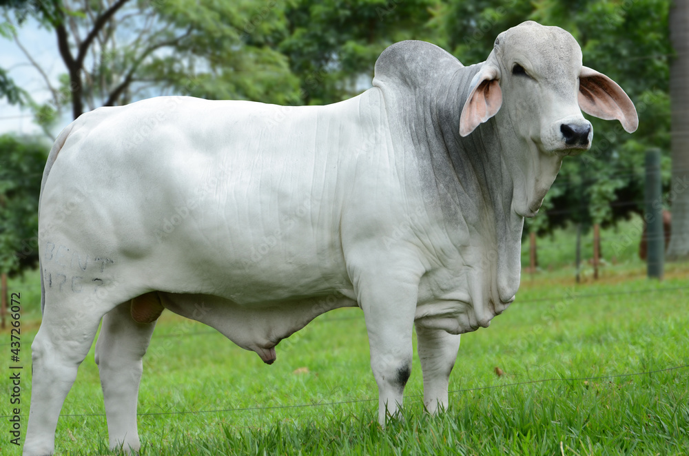 Animais - Animal - Touro Brahman Animais - Animal - Touro Brahman