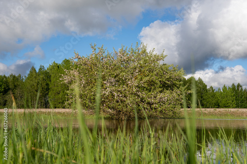 The meadow in the Latvian countryside in early spring is flooded with water and there grows a beautiful chubby apple tree that blooms, the sky is blue with many macaques photo