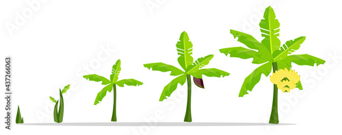 Evolution of banana tree growth in vector format