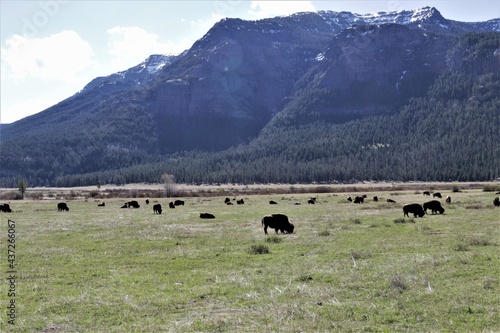 Buffalo in the Field