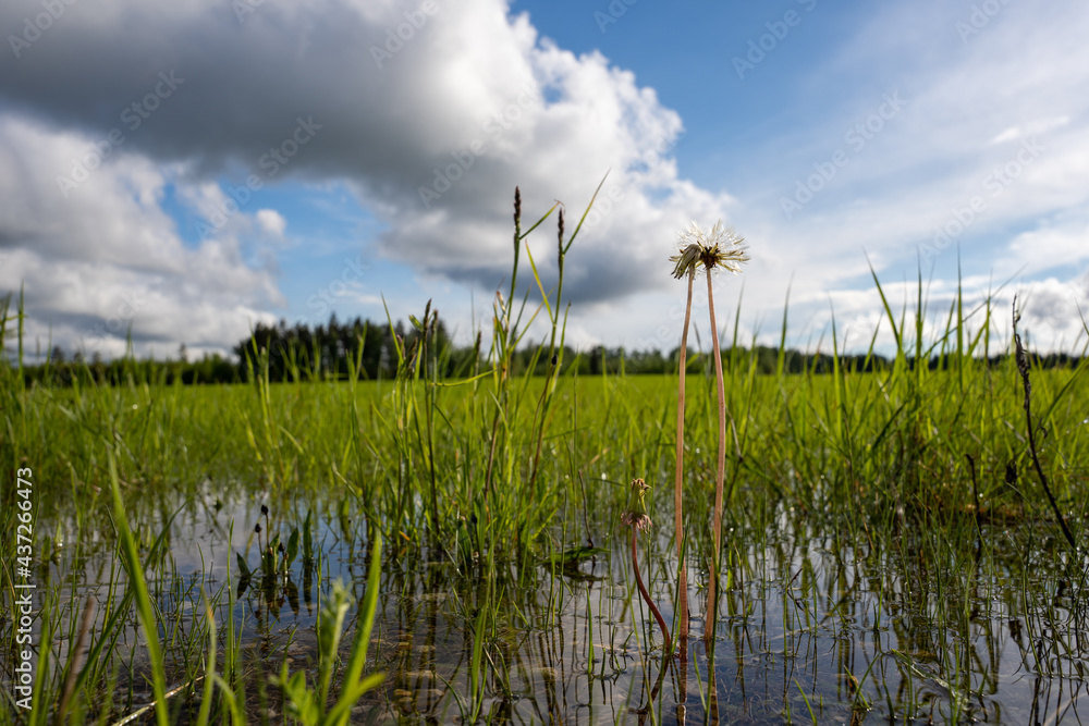 Meadow in Latvian countryside in early spring is flooded with water and has a blue sky with lots of clouds