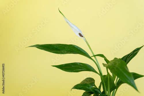Spathiphyllum flower on yellow background photo