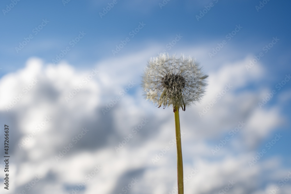 blossomed dandelion white fluffy flower on a beautiful scenic blue sky background with many fluffy clouds blossomed dandelion white fluffy flower on a beautiful scenic blue sky background with many fluffy clouds
