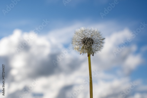 blossomed dandelion white fluffy flower on a beautiful scenic blue sky background with many fluffy clouds