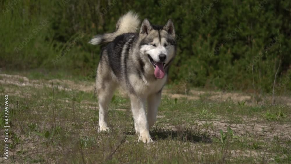 malamute on a walk, slow motion malamute on a walk, slow motion