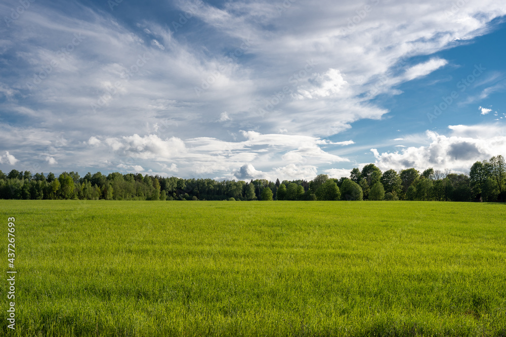 Latvian landscape with a green meadow, on the meadow there is a forest and above the forest a blue sky with beautiful clouds Latvian landscape with a green meadow, on the meadow there is a forest and above the forest a blue sky with beautiful clouds