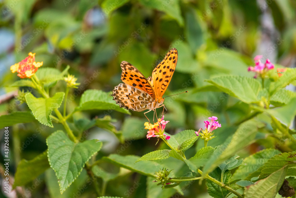 tropical fritillary butterfly on flower tropical fritillary butterfly on flower