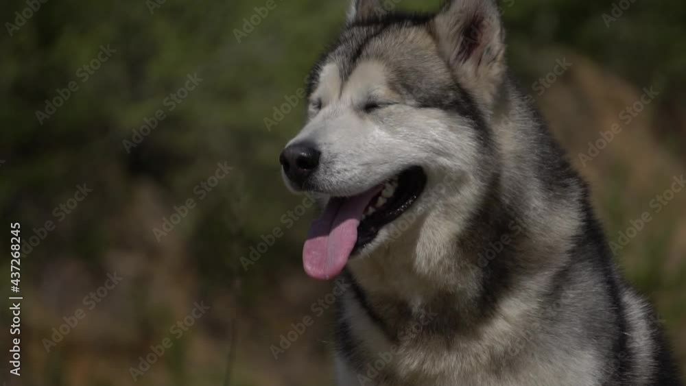malamute on a walk, slow motion malamute on a walk, slow motion