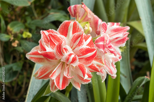 Double flowering red and white amaryllis